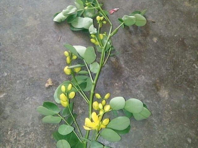 Vợ tử vong, chồng nguy kịch nghi do uống lá cây lạ để hạ huyết áp - 1 Lá cây lạ được cho là vợ chồng ông Thinh đã dùng để nấu thuốc uống.