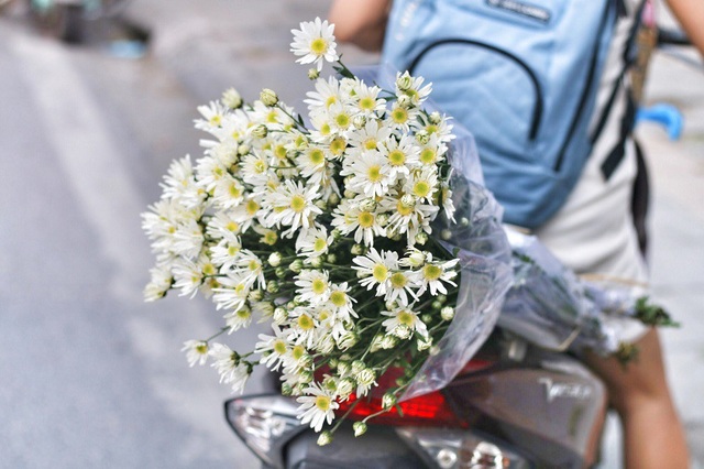 Ngắm cúc họa mi tinh khôi mang đông về khắp phố phường Hà Nội - 10 Hình ảnh những bó cúc nhỏ được chở sau yên xe vào giờ tan tầm khiến cho mùa đông Hà Nội trở nên dịu dàng hơn.
