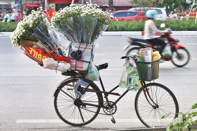 Ngắm cúc họa mi tinh khôi mang đông về khắp phố phường Hà Nội - 11 Sáng sớm, những bông cúc họa mi “theo chân” những chiếc xe đạp cũ, mang sắc trắng tinh khôi rong ruổi khắp phố phường.