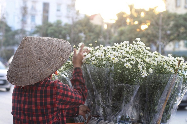 Ngắm cúc họa mi tinh khôi mang đông về khắp phố phường Hà Nội - 12 Ngắm cúc họa mi tinh khôi mang đông về khắp phố phường Hà Nội - 12