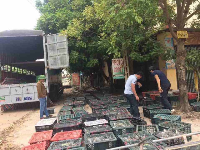 9X Bắc Giang nuôi loài chim siêu đẻ, lãi 100-120 triệu đồng/tháng - 1 Trang trại nuôi chim bồ câu của Hồ Hữu Hải xuất bán chim thương phẩm cho thương lái với số lượng rất lớn.