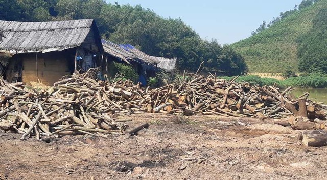 Nhiều lò than “thổ phỉ” không phép ngang nhiên hoạt động tại Nghệ An! - 2 Rất nhiều loại gỗ rừng được mua về tập kết để đốt than.