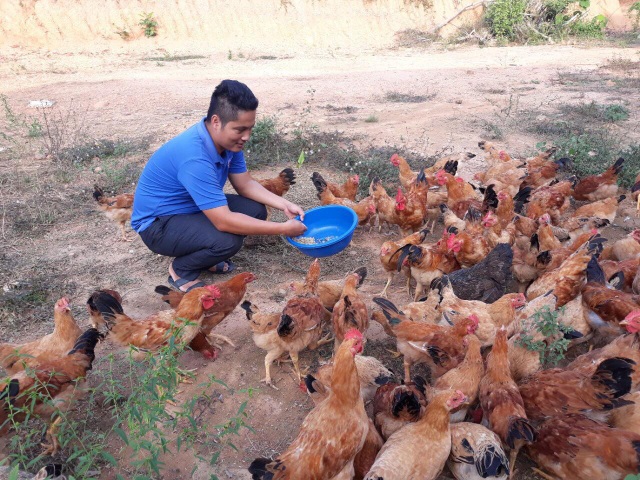 9X cầm bằng đại học sư phạm về quê trồng rừng, nuôi gà - 2 Sản phẩm gà thả đồi của Tuấn được nhiều nhà hàng trên địa bàn tỉnh Nghệ An ưa chuộng. Ảnh: Cảnh Thắng