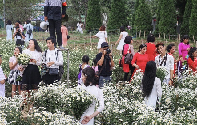 Biển người đổ về chụp ảnh, vườn cúc họa mi “vỡ trận” vì ùn tắc - 1 Những ngày này, vườn cúc họa mi ở bãi đá sông Hồng (ngõ 264 Âu Cơ – Tây Hồ) gần như “thất thủ” bởi phải đón một lượng khách quá đông.