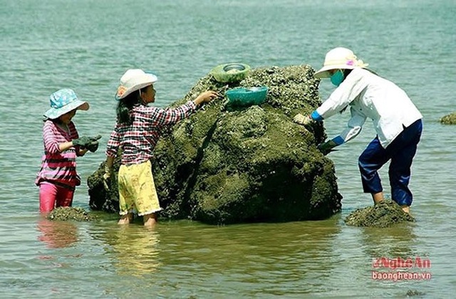 Nghề săn đặc sản kiếm tiền mưu sinh - 11
Dịp nghỉ hè, các em học sinh cũng tranh thủ đi đục hàu để phụ giúp bố mẹ. (Ảnh: Báo Nghệ An)