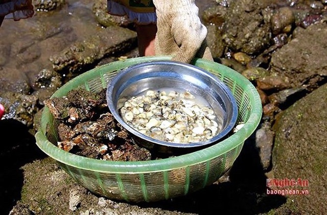 Nghề săn đặc sản kiếm tiền mưu sinh - 12
Thành quả sau 1 ngày mưu sinh. (Ảnh: Báo Nghệ An)./.