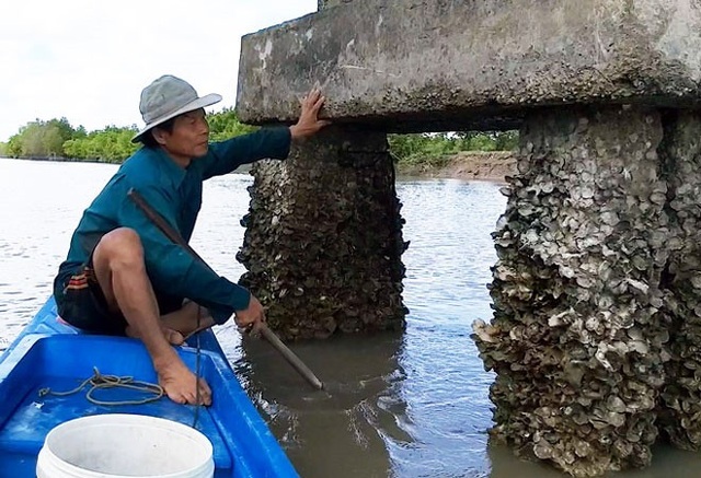 Nghề săn đặc sản kiếm tiền mưu sinh - 4
Đục hàu ven sông ở Cà Mau từ lâu là nghề đem lại nguồn thu nhập khá cho nhiều hộ dân không có đất canh tác. (Ảnh: Dân Việt)