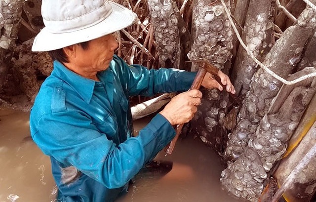 Nghề săn đặc sản kiếm tiền mưu sinh - 5
Mỗi ngày 1 người có thể kiếm khoảng 10 kg hàu nguyên vỏ.(Ảnh: Dân Việt)