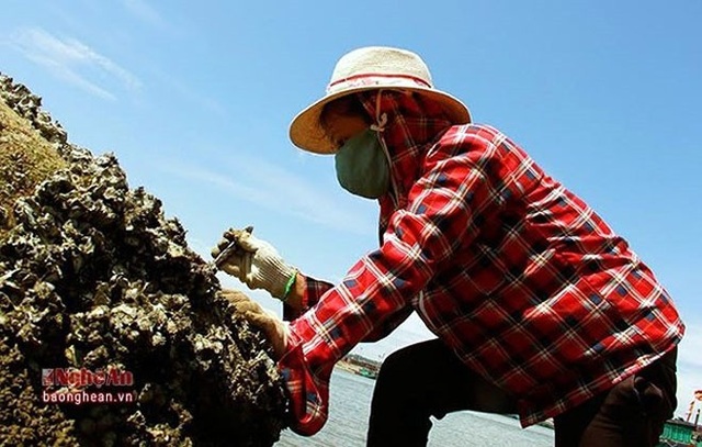 Nghề săn đặc sản kiếm tiền mưu sinh - 8
Chỉ cần 1 cái đục hoặc một con dao là có thể hành nghề. (Ảnh: Báo Nghệ An)