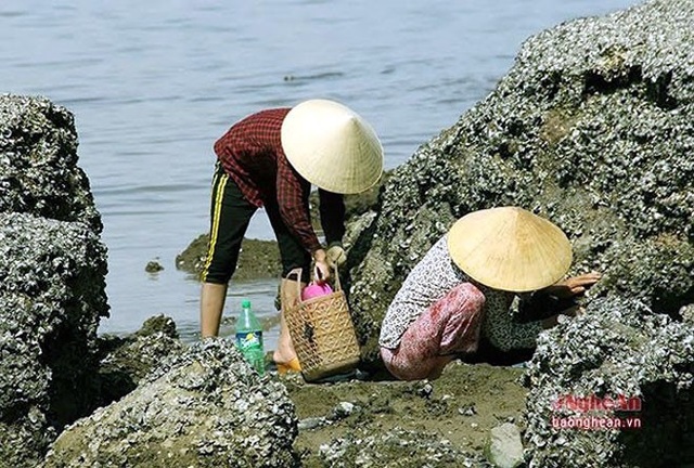 Nghề săn đặc sản kiếm tiền mưu sinh - 9
Ở các lèn đá nhấp nhô nơi biển Nghi Thiết, Nghi Lộc, Nghệ An, những người phụ nữ vẫn lụi hụi, miệt mài với nghề đục hàu mưu sinh. (Ảnh: Báo Nghệ An)