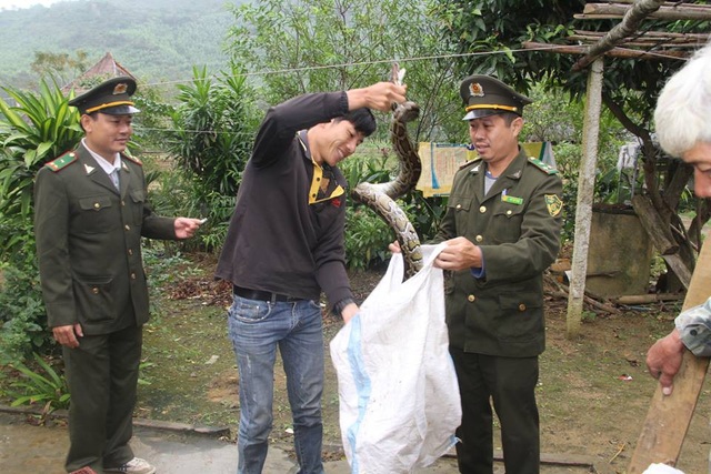 Thả 2 cá thể trăn gấm về rừng tự nhiên - 1
Gia đình ông Tân bàn giao lại 2 cá thể trăn cho lực lượng chức năng