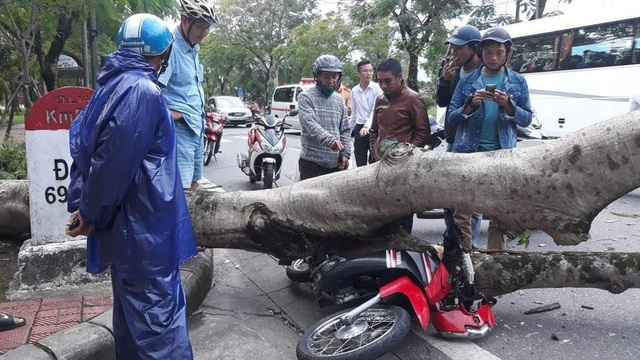 Cây phượng cổ thụ bật gốc, đè người đi đường - 1 Hiện trường vụ tai nạn hy hữu do cây đè xe và người