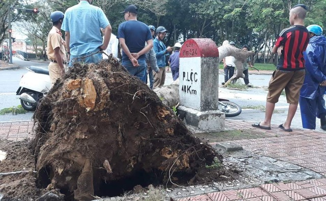 Cây phượng cổ thụ bật gốc, đè người đi đường - 2 Phần rễ cây phượng đã không còn bám đất nhiều