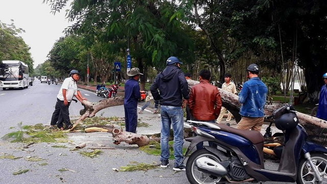 Cây phượng cổ thụ bật gốc, đè người đi đường - 3 Trung tâm Công viên Cây xanh Huế đến dọn cây đổ trước cơn bão số 9