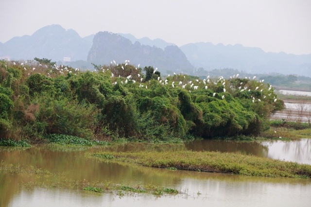 Mãn nhãn trước vườn chim hàng nghìn con bên sông Hoàng Long - 7 Mãn nhãn trước vườn chim hàng nghìn con bên sông Hoàng Long - 7