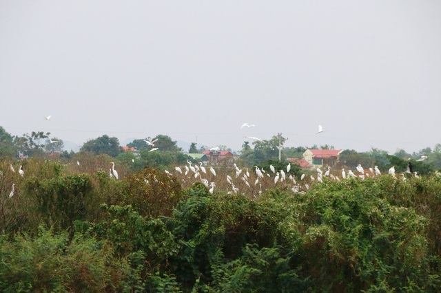Mãn nhãn trước vườn chim hàng nghìn con bên sông Hoàng Long - 9 Mãn nhãn trước vườn chim hàng nghìn con bên sông Hoàng Long - 9