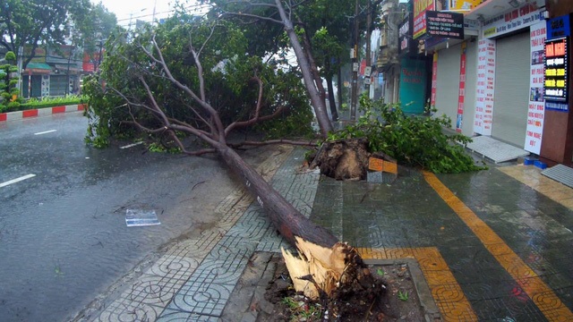 
Cây đổ sau gió lốc và mưa ở Vũng Tàu
