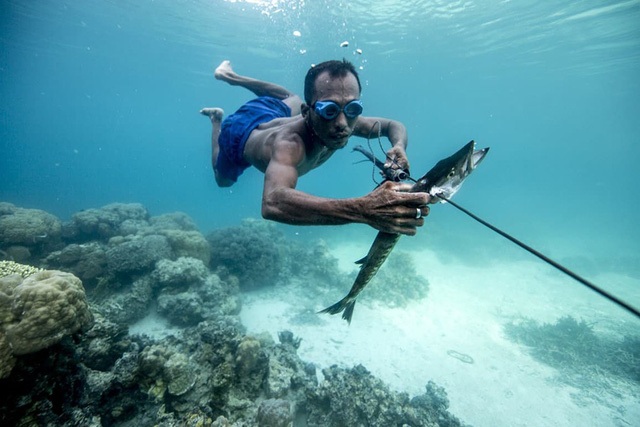 Kì lạ bộ tộc “người cá” tại Indonesia - 2 Người Bajau Laut có lá lách lớn hơn so với người bình thường.