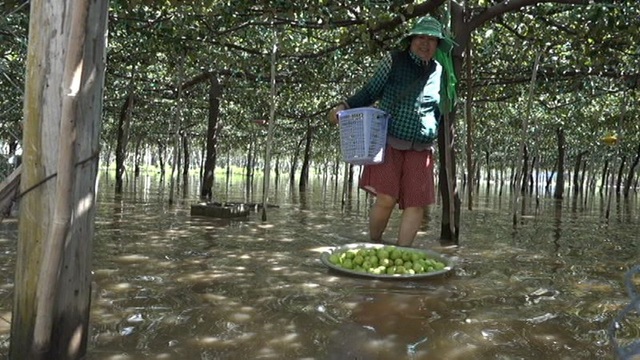 Ninh Thuận mất trắng hơn 200 tỷ đồng vì bão số 9 - 8
Điều người dân lo lắng là nước ngập quá lâu sẽ làm úng vườn, hư hết bộ rễ cây.
