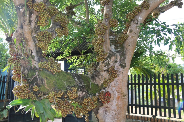 Độc đáo cây sung trăm tuổi dáng tuần lộc, cho trái quanh năm - 4 Từ thân cây lên đến ngọn mọc rất nhiều trái, các đợt trái nối tiếp nhau ra quanh năm