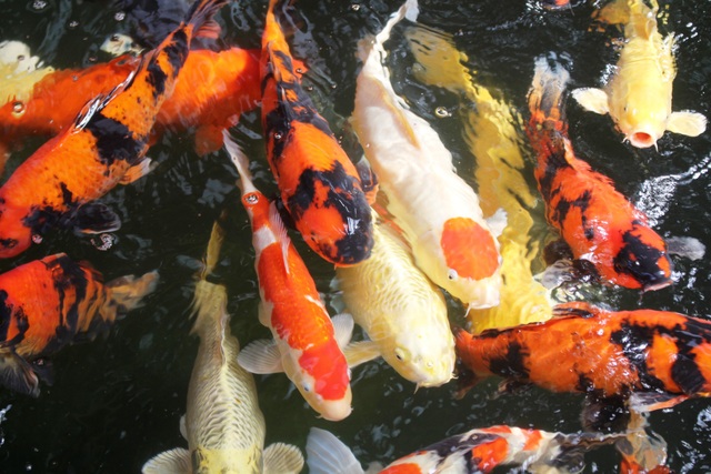 Chàng trai phố núi bỏ hàng tỷ đồng để nuôi cá nghìn USD - 4
Đàn cá Koi với đủ màu sắc của chàng trai phố núi
