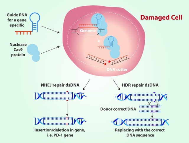 Chỉnh sửa gene với CRISPR: Hứa hẹn và nguy cơ - 2 Chỉnh sửa gene với CRISPR: Hứa hẹn và nguy cơ - 2