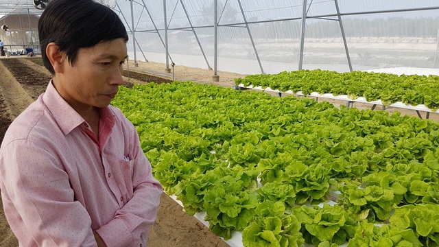 “Lão khùng” kỹ sư xây dựng rẽ ngang, khởi nghiệp trồng rau sạch - 1 Ông Phan Đức Tư bên cạnh vườn rau xà lách trồng thủy canh gần 1 tháng tuổi