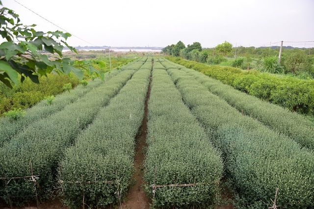 Ngắm vườn cúc họa mi chúm chím nụ, chờ ngày khoe sắc - 14 Thời điểm này, nhiều chủ vườn đã cho khách đến vườn tham quan, chụp ảnh. Tuy nhiên, do hoa chưa nở nhiều nên khách đến thưa thớt, vắng vẻ.