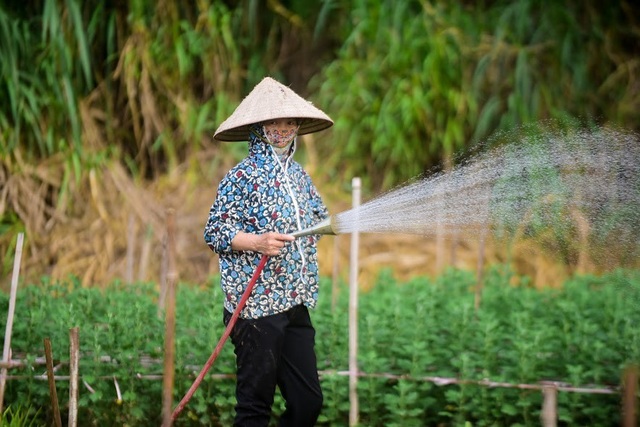 Ngắm vườn cúc họa mi chúm chím nụ, chờ ngày khoe sắc - 13 Những người trồng hoa ở Nhật Tân cho biết, mùa cúc họa mi ngắn nhưng giá bán cao, việc chăm sóc đơn giản nên lãi hơn nhiều so với trồng các cây hoa màu khác.