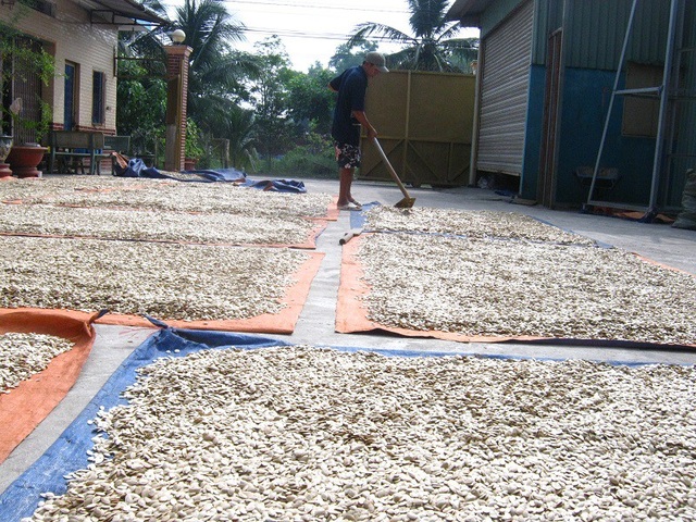 Hiểm họa bệnh tật từ thực phẩm nấm mốc, biến chất - 2 Các loại hạt ngày Tết như bầu, bí, dưa... trong thời tiết ẩm ướt dễ nấm mốc