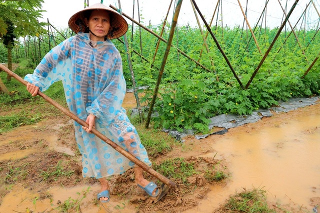 Nông dân trắng tay vì mưa lớn gây ngập úng rau quả vụ Tết - 5 Người dân phải liên tục canh chừng ruộng rau quả nhà mình để tiêu nước
