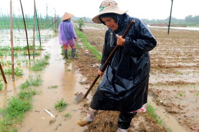Nông dân trắng tay vì mưa lớn gây ngập úng rau quả vụ Tết - 4 Nông dân trắng tay vì mưa lớn gây ngập úng rau quả vụ Tết - 4