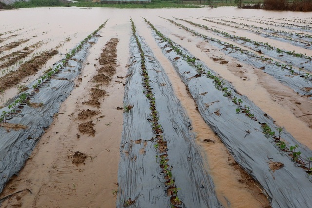 Nông dân trắng tay vì mưa lớn gây ngập úng rau quả vụ Tết - 6 Mưa trắng trời, gây thiệt hại hơn 40ha rau quả…