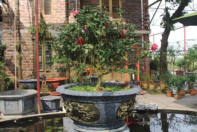 Trà cổ 120 triệu đồng/cây, đại gia ráo riết săn lùng chơi Tết - 2
Cây trà lựu được khách ráo riết săn lùng và trả giá cao nhưng anh Biên nhất quyết không bán
