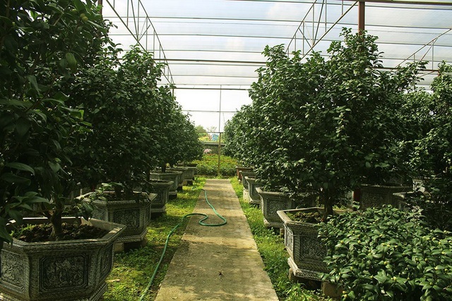 Trà cổ 120 triệu đồng/cây, đại gia ráo riết săn lùng chơi Tết - 5
Vườn trà cổ quý hiếm gần 200 gốc bán Tết của anh Biên.