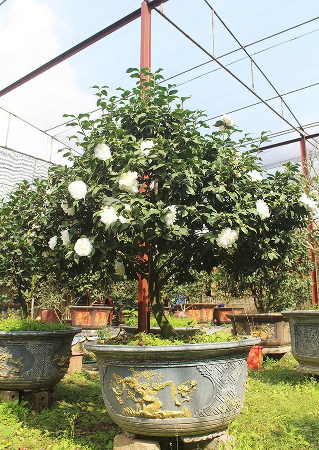 Trà cổ 120 triệu đồng/cây, đại gia ráo riết săn lùng chơi Tết - 7
Một chậu bạch trà giá vài chục triệu