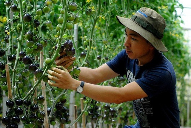 Trào lưu trồng cây lạ theo các cơn sốt xuất hiện mấy năm trở lại đây