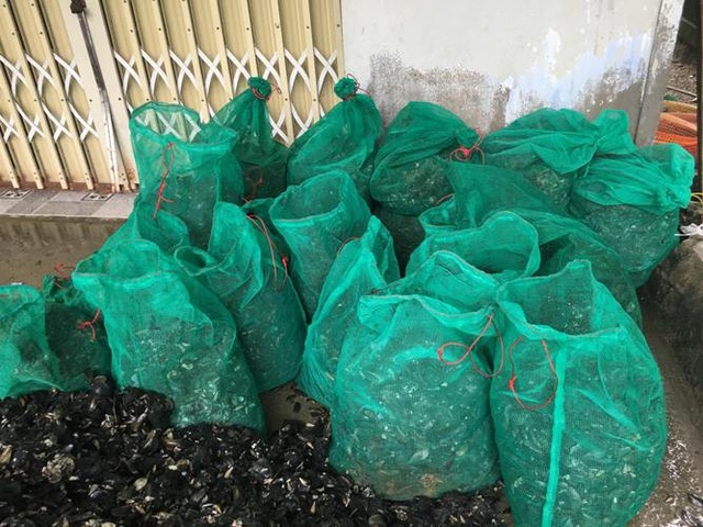 Sau mưa bão, ngư dân hối hả săn “lộc biển”, kiếm cả triệu bạc - 1 Sau mưa bão, ngư dân hối hả săn “lộc biển”, kiếm cả triệu bạc - 1