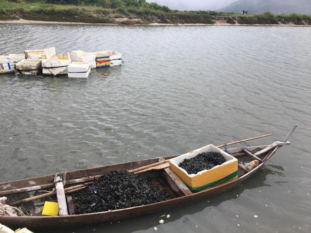 Sau mưa bão, ngư dân hối hả săn “lộc biển”, kiếm cả triệu bạc - 3
Vẹm sau khi qua khâu rửa sạch, được chuyển từ biển vào bờ