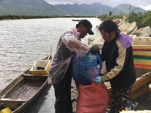 Sau mưa bão, ngư dân hối hả săn “lộc biển”, kiếm cả triệu bạc - 4
Các ngư dân đang cho vẹm vào bao, chờ xuất bán cho thương lái