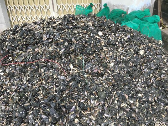 Sau mưa bão, ngư dân hối hả săn “lộc biển”, kiếm cả triệu bạc - 5 Sau mưa bão, ngư dân hối hả săn “lộc biển”, kiếm cả triệu bạc - 5