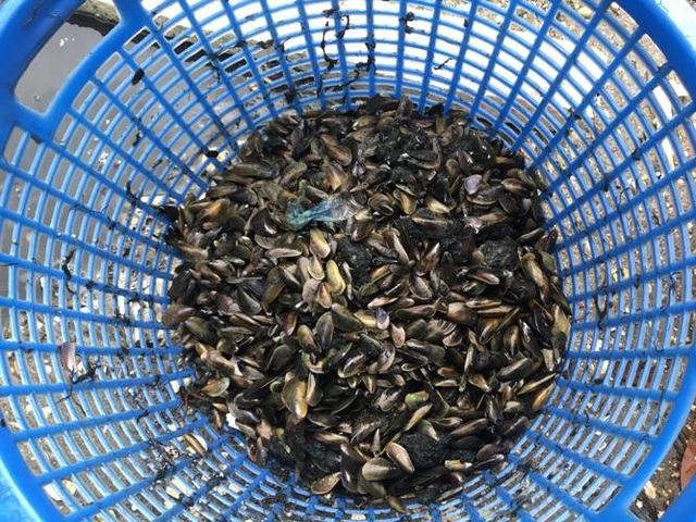 Sau mưa bão, ngư dân hối hả săn “lộc biển”, kiếm cả triệu bạc - 6
Sau đợt mưa bão, người dân đổ xô xuống đầm Thủy Triều (Cam Lâm, Khánh Hòa) để săn vẹm biển.