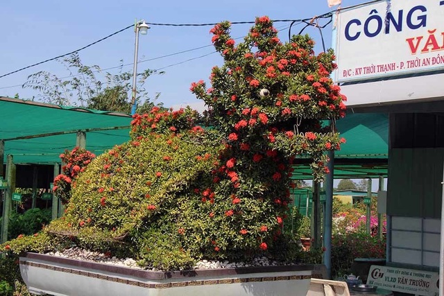 Cặp long quy từ hoa mẫu đơn giá 400 triệu ở miền Tây ngàn người mê - 1 Cặp long quy từ hoa mẫu đơn giá 400 triệu ở miền Tây ngàn người mê - 1