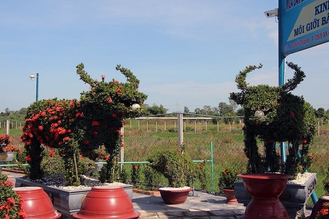 Cặp long quy từ hoa mẫu đơn giá 400 triệu ở miền Tây ngàn người mê - 11 Cặp long quy từ hoa mẫu đơn giá 400 triệu ở miền Tây ngàn người mê - 11