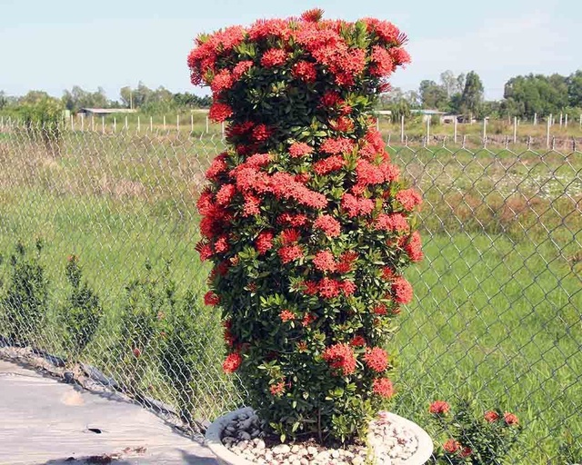 Cặp long quy từ hoa mẫu đơn giá 400 triệu ở miền Tây ngàn người mê - 12 Cặp long quy từ hoa mẫu đơn giá 400 triệu ở miền Tây ngàn người mê - 12