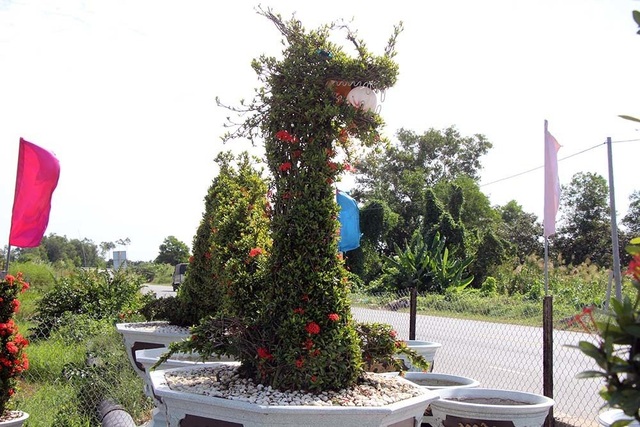 Cặp long quy từ hoa mẫu đơn giá 400 triệu ở miền Tây ngàn người mê - 13 Cặp long quy từ hoa mẫu đơn giá 400 triệu ở miền Tây ngàn người mê - 13