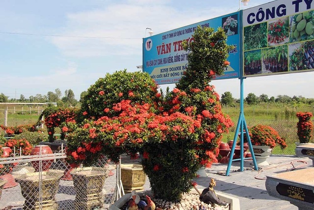 Cặp long quy từ hoa mẫu đơn giá 400 triệu ở miền Tây ngàn người mê - 15 Cặp long quy từ hoa mẫu đơn giá 400 triệu ở miền Tây ngàn người mê - 15