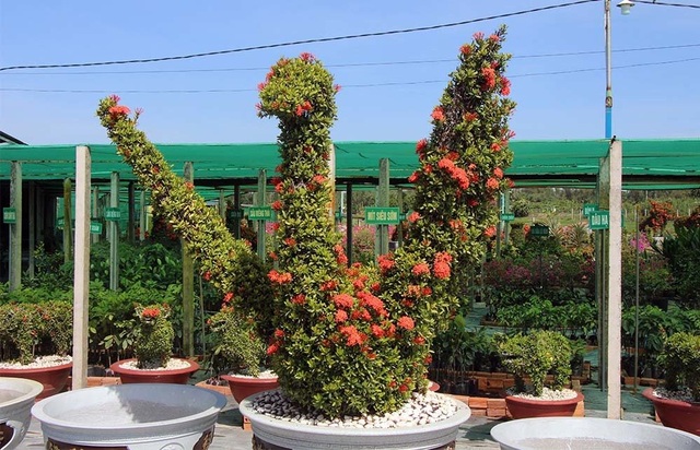 Cặp long quy từ hoa mẫu đơn giá 400 triệu ở miền Tây ngàn người mê - 16 Những cây hoa mẫu đơn được phù phép thành các linh vật rất đẹp