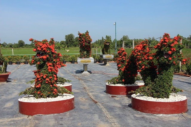 Cặp long quy từ hoa mẫu đơn giá 400 triệu ở miền Tây ngàn người mê - 3 Cặp long quy từ hoa mẫu đơn giá 400 triệu ở miền Tây ngàn người mê - 3