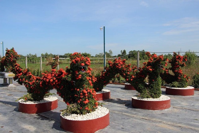 Cặp long quy từ hoa mẫu đơn giá 400 triệu ở miền Tây ngàn người mê - 4 Hoa mẫu đơn đỏ rực trên những con rồng có kích thước lớn